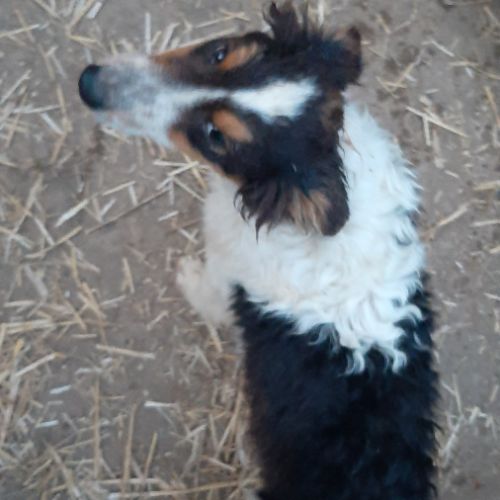 Varen, jeune chien berger australien #6