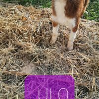 Varen, jeune chien berger australien #1