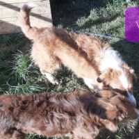 Varen, jeune chien berger australien #2