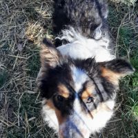 Varen, jeune chien berger australien #5