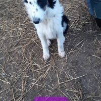 Varen, jeune chien berger australien #7