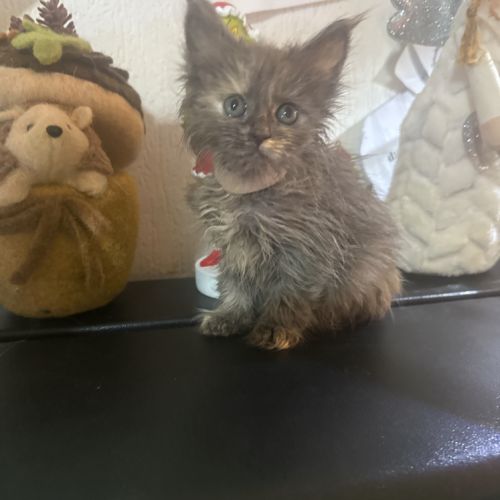 Magnifique chaton #1