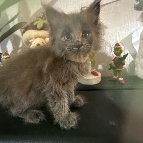 Magnifique chaton #2