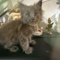 Magnifique chaton #2