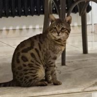 Chat à donner contre bons soins