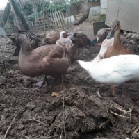 Oeufs fécondés de canes anglaises khakis campbell #1