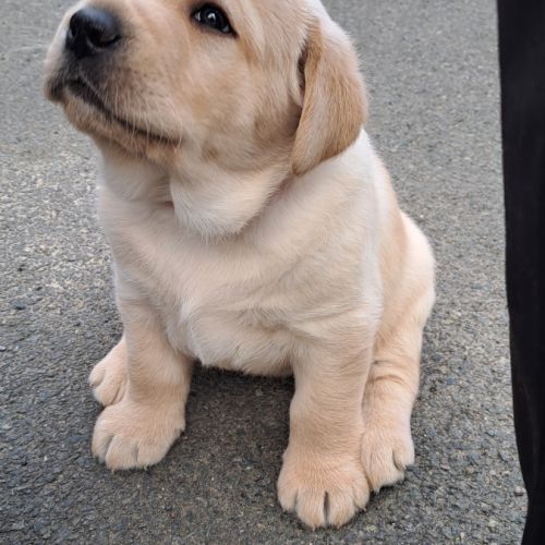 Chiots labrador sable à réserver #2