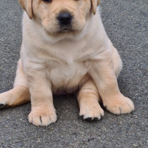 Chiots labrador sable à réserver #3