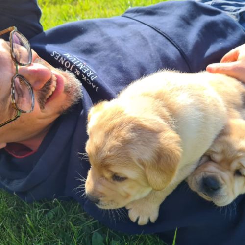 Chiots labrador sable à réserver #4