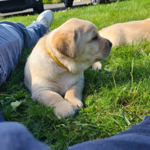 Chiots labrador sable à réserver #7
