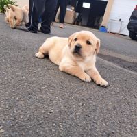 Chiots labrador sable à réserver #1