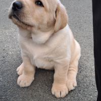 Chiots labrador sable à réserver #2