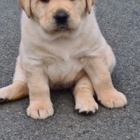 Chiots labrador sable à réserver #3