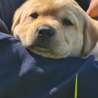 Chiots labrador sable à réserver #5