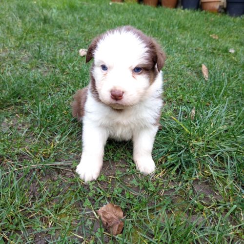 Chiots berger australien a vendre #3