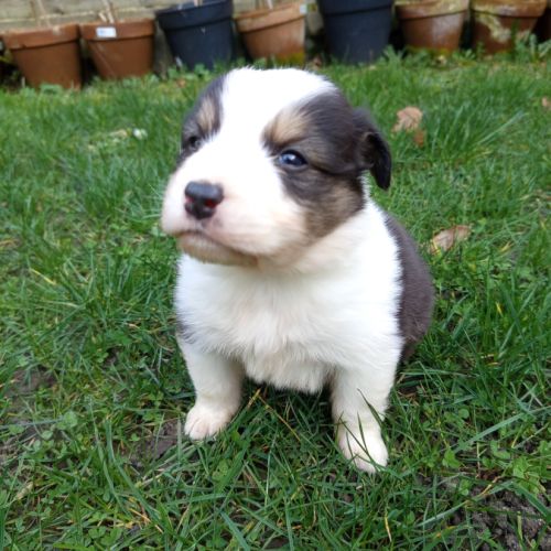 Chiots berger australien a vendre #6
