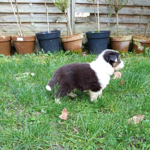 Chiots berger australien a vendre #7