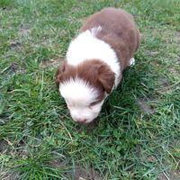 Chiots berger australien a vendre #2