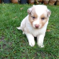 Chiots berger australien a vendre #4