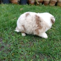Chiots berger australien a vendre #5