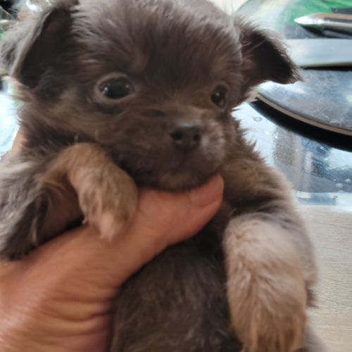 Splendides bb chihuahuas merle argenté #2