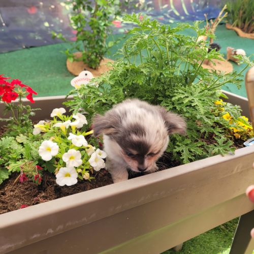 Splendides bb chihuahuas merle argenté #3