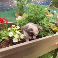 Splendides bb chihuahuas merle argenté #3