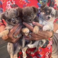 Splendides bb chihuahuas merle argenté