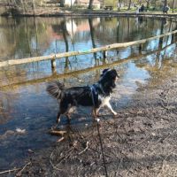 Uhno berger australien male dispo en saillie #1