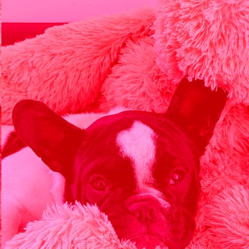 Adorable chiot femelle type bouledogue français #2