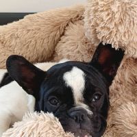 Adorable chiot femelle type bouledogue français #0