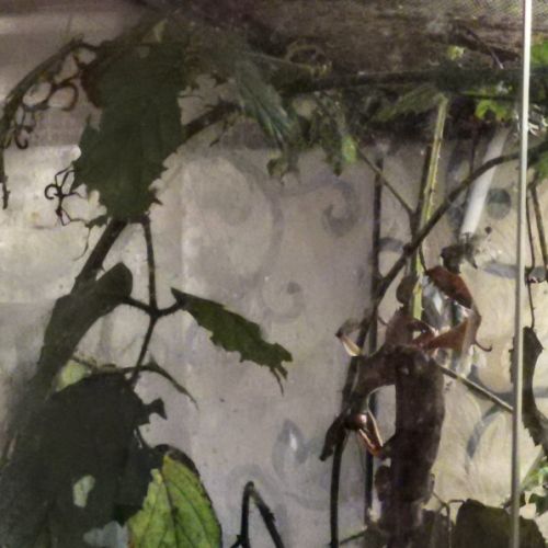 Phasmes scorpions #1