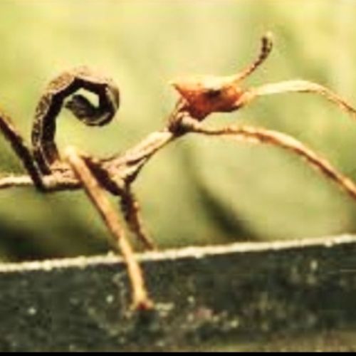 Phasmes scorpions #5