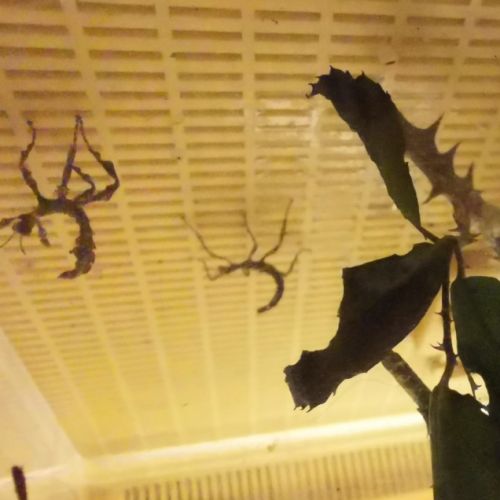 Phasmes scorpions #6
