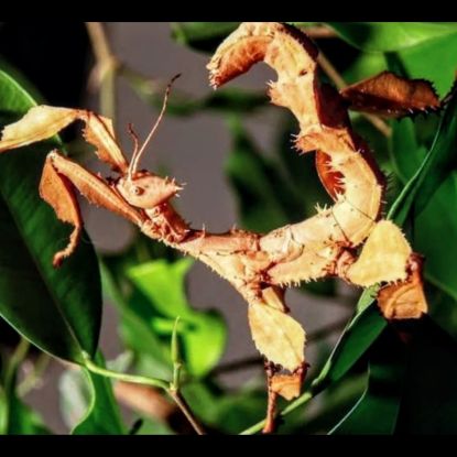 Phasmes scorpions #7