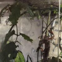 Phasmes scorpions #1