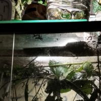 Phasmes scorpions #2