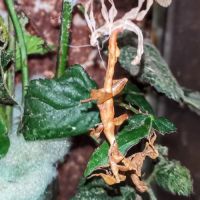 Phasmes scorpions #4