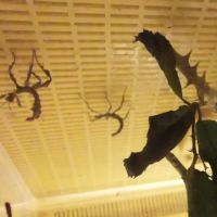 Phasmes scorpions #6