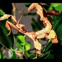 Phasmes scorpions #7