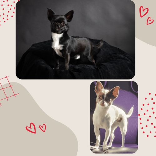 Superbe chiot chihuahua lof #1