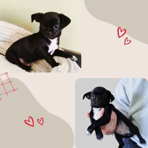 Superbe chiot chihuahua lof #3