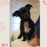 Superbe chiot chihuahua lof #0