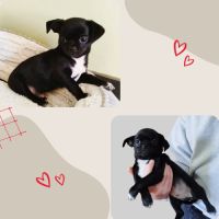 Superbe chiot chihuahua lof #3