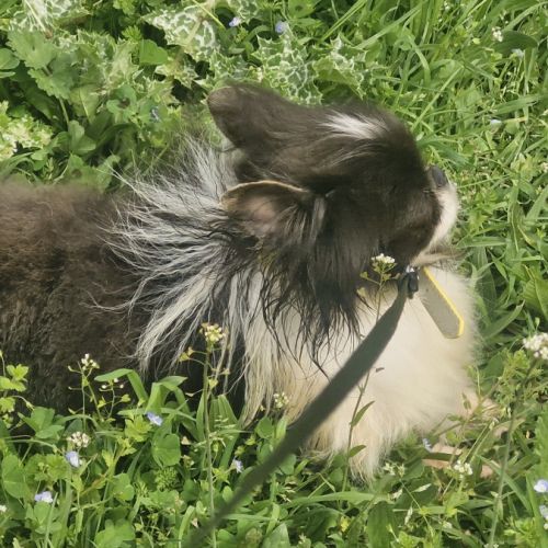 Jeune chihuahua adulte lof non confirmé #1