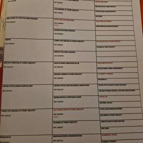 Jeune chihuahua adulte lof non confirmé #2