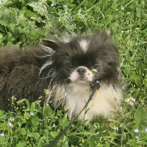 Jeune chihuahua adulte lof non confirmé #3