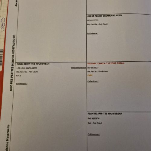 Jeune chihuahua adulte lof non confirmé