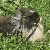 Jeune chihuahua adulte lof non confirmé #1