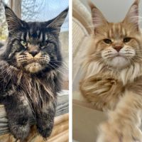 Chatons maine coon #2